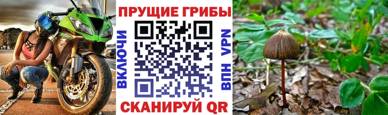 Галлюциногенные грибы Psilocybine cubensis  Тихорецк 